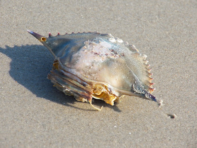 Beach combing - this is a blue crab shell, picked clean by the birds