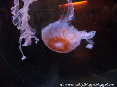 Purple Striped Sea Nettle Jelly Fish Shedd Aquarium