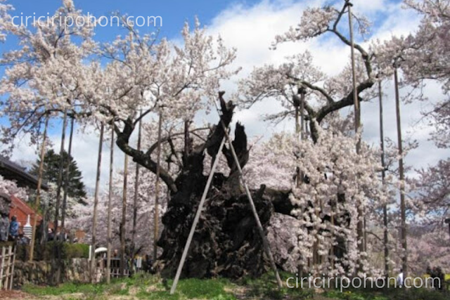 Ciri Ciri Pohon Sakura Tertua