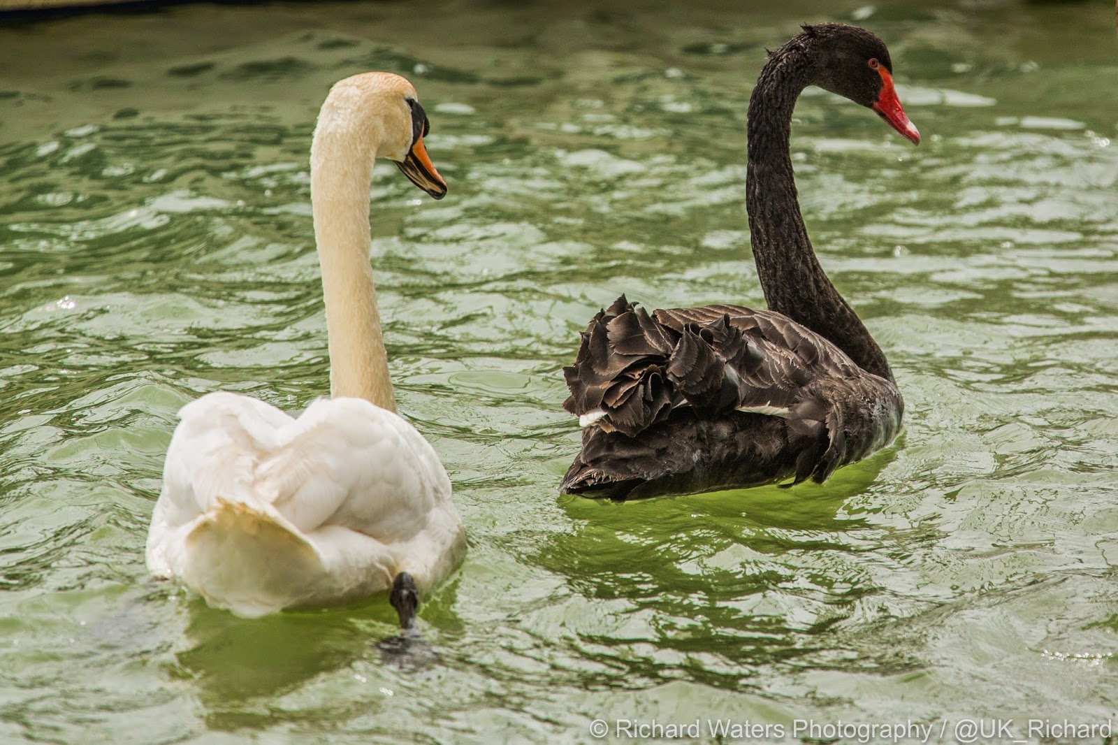 Richard Waters Photography