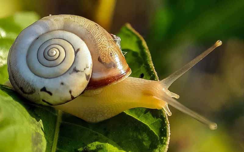 7 Hewan Yang Mengalami Daur Hidup Tanpa Metamorfosis