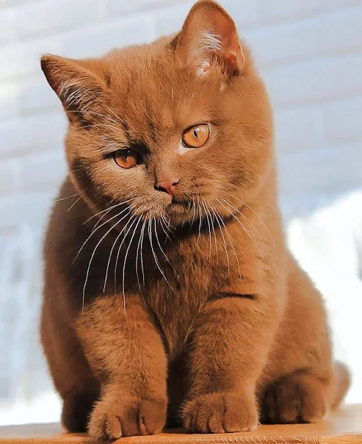 Cinnamon British shorthair cat