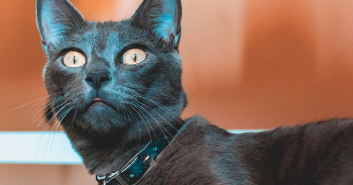 best cat food for russian blue