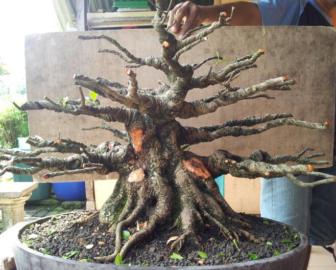 Bonsai Agustus 2013