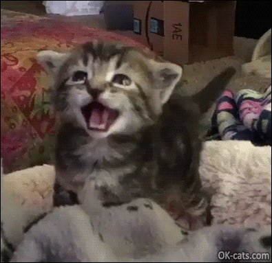 Cute Kitten GIF • Adorable kitty crying meowing loudly after her lunch. She wants more food [ok-cats.com]
