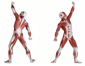 الجهاز العضلي مكونات وأهمية الجهاز العضلي أنواع العضلات