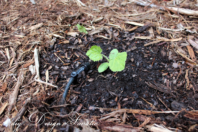 install a simple drip irrigation system, drip irrigation kit, backyard veggie garden, raised beds, diydesignfanatic.com 