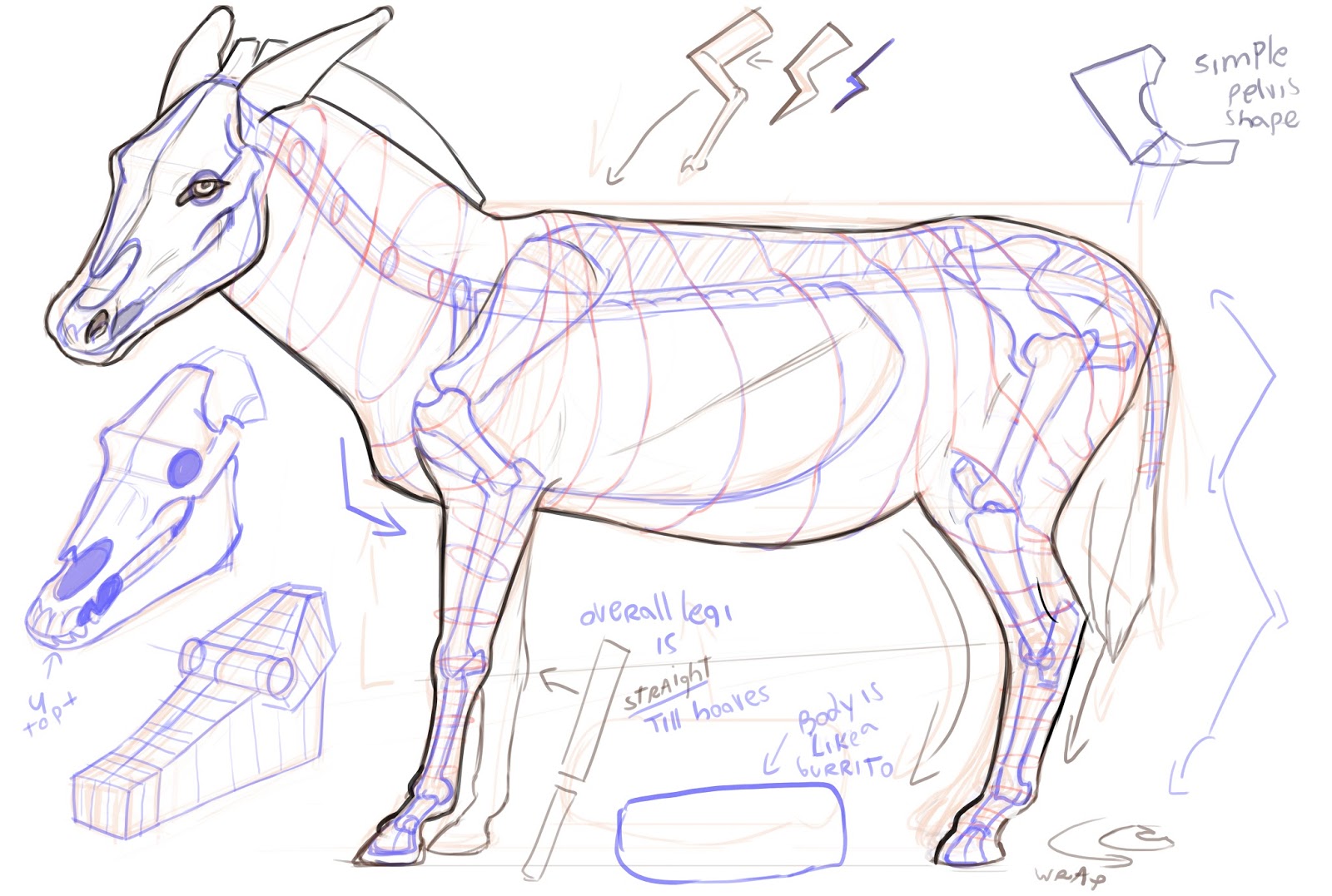 Lonely Studios Simplified Animal Anatomy Notes