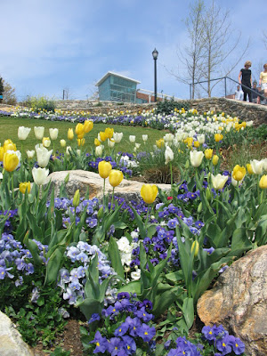 Flowers in Spring Falls Park Greenville County, SC