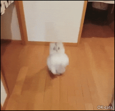 Hilarious Cat GIF • Crazy fluffy Ninja Cat leaping repetitively wants to catch his toy. Hilarious FAIL Hilarious Cat GIF • Crazy fluffy Ninja Cat leaping repetitively wants to catch his toy. Hilarious FAIL