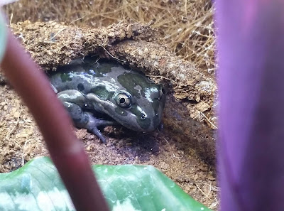 Spotted Marsh Frog - Vivarium