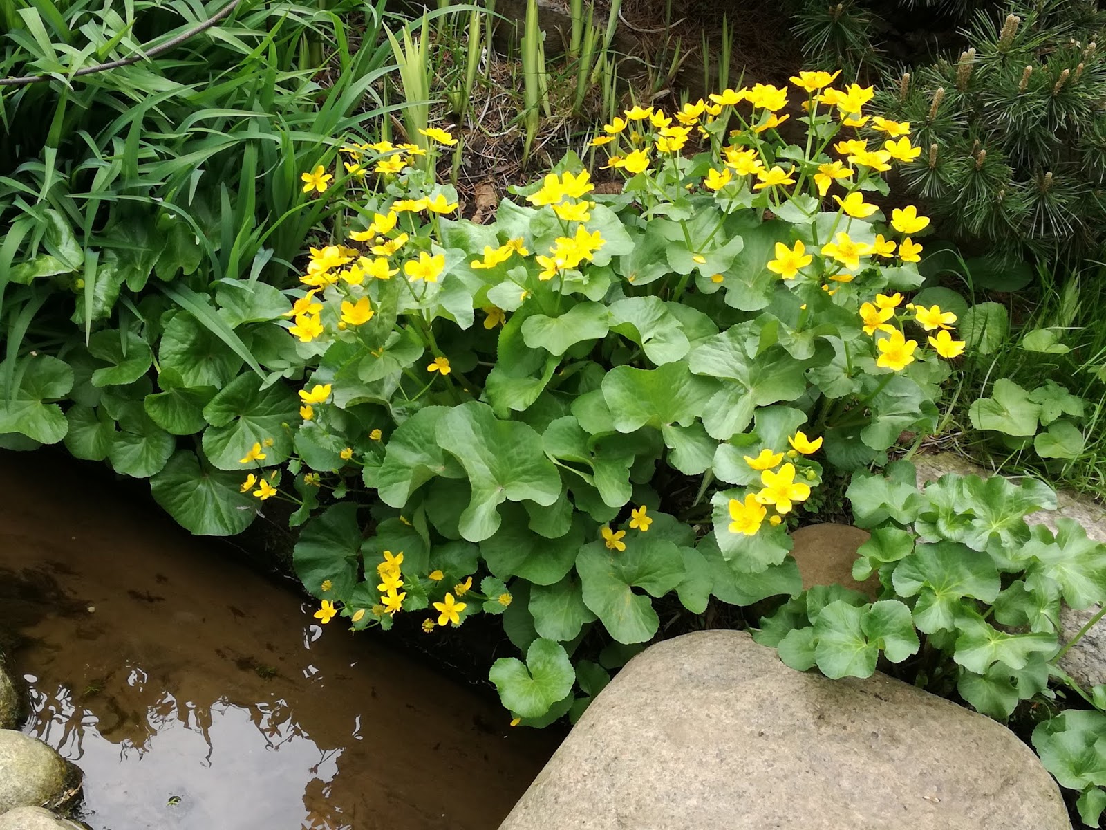 Ogród Tamaryszka KACZEŃCE