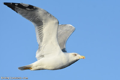 Gavià argentat (Larus michahellis)