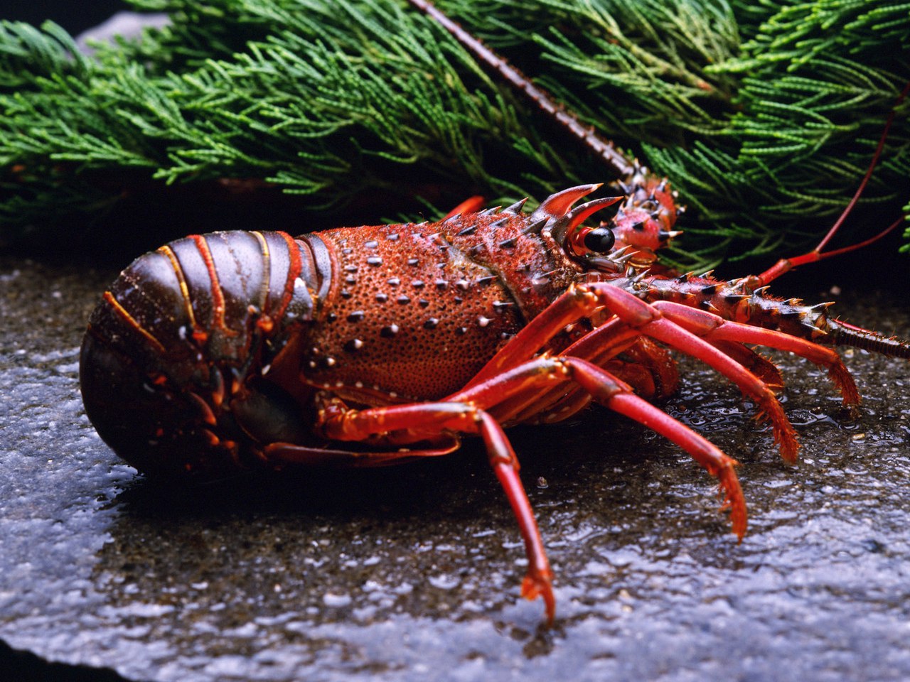 paraziți de crustacee
