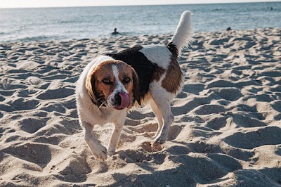 A brown and white dog is standing on sand at the beach and licking its nose