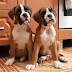 14 Reasons Boxers Are Not The Friendly Dogs Everyone Says They Are