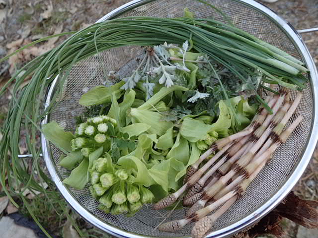 野草うどんと野草パスタ 畑の端境期でも野草があれば大丈夫 珍妙雑記帖