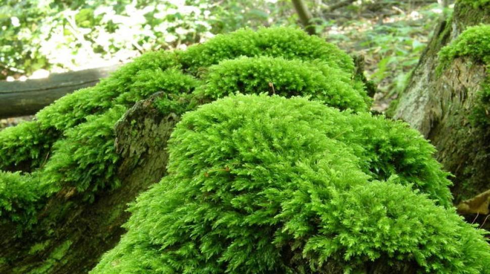 Persamaan Dan Perbedaan Lumut Dan Tumbuhan Paku