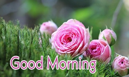 Good morning Images Good morning Images