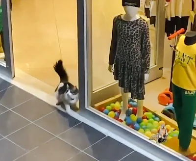 Cat plays with shop window display (video)