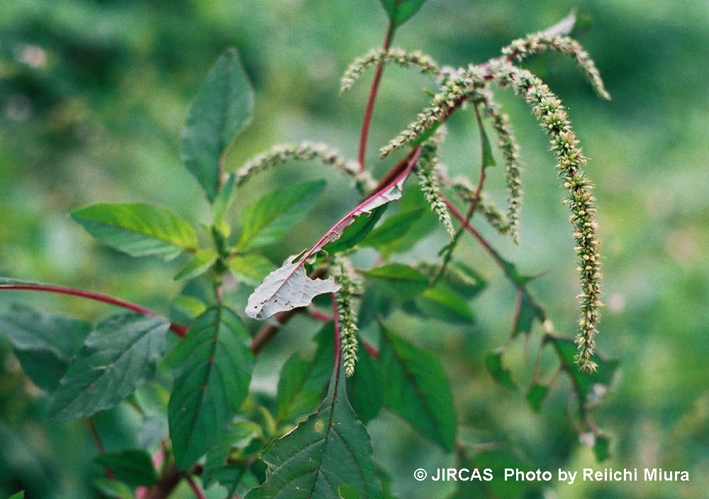 Bayam Duri/Spinach Thorns (Amaranthaceae) Herbal List Indonesia