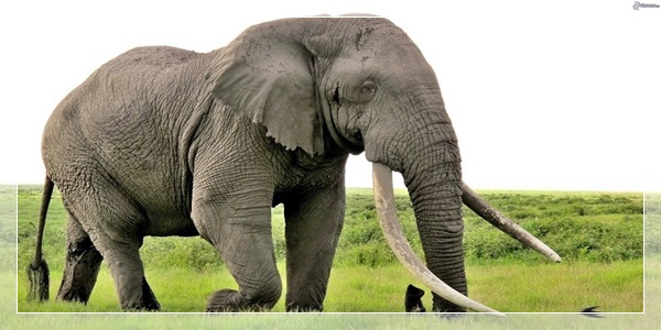O Elefante