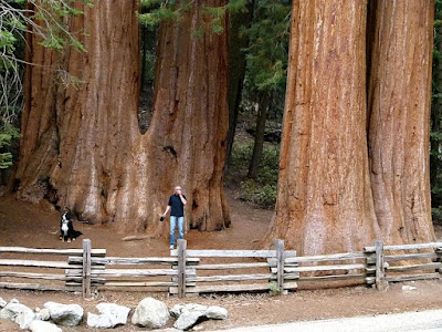 Pohon Tertua di Dunia