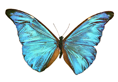 Morpho butterfly, public domain photo