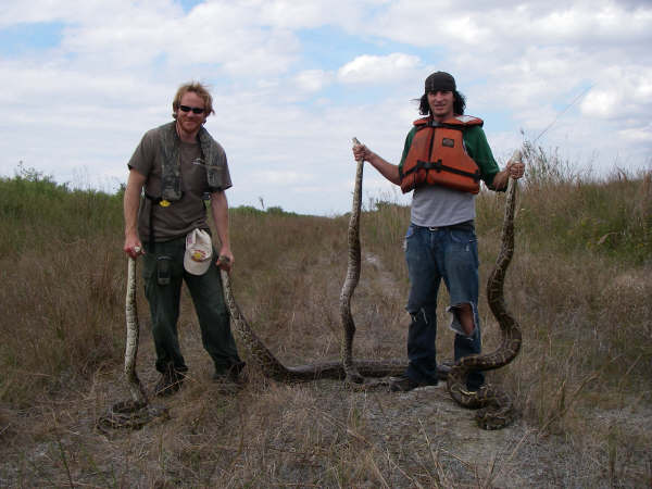 Researchers with Burmese pythons in Florida