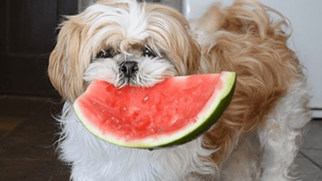 Frutas que o Shih-Tzu pode comer