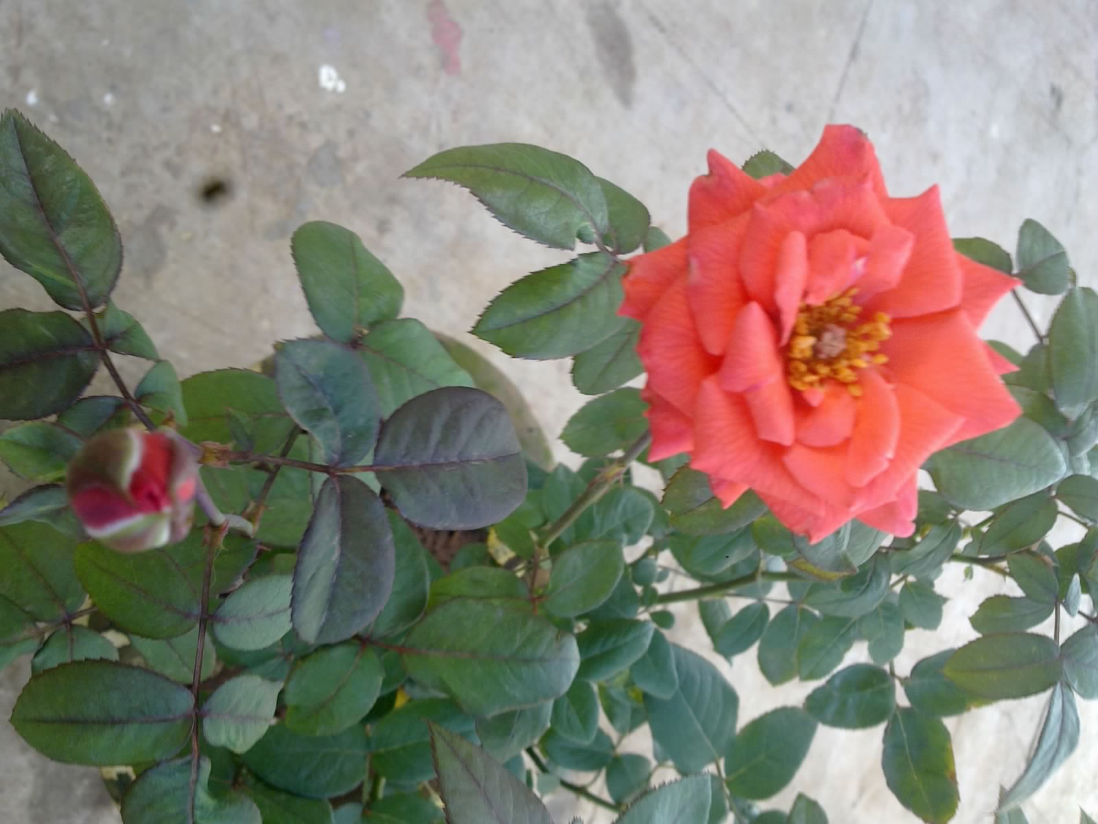 Plants Growing In My Potted Garden. How To Choose And Pick A Healthy