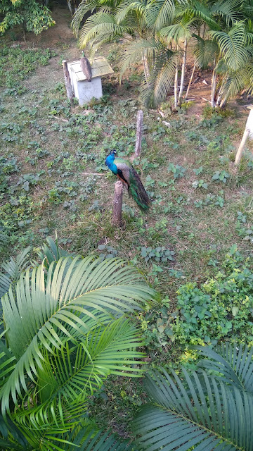 Peacock-at-Bangabonddhu-Safari-Park-Gazipur