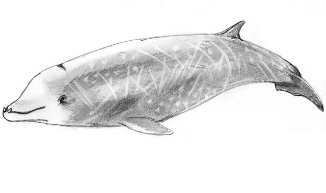 Cuvier gagalı balinası