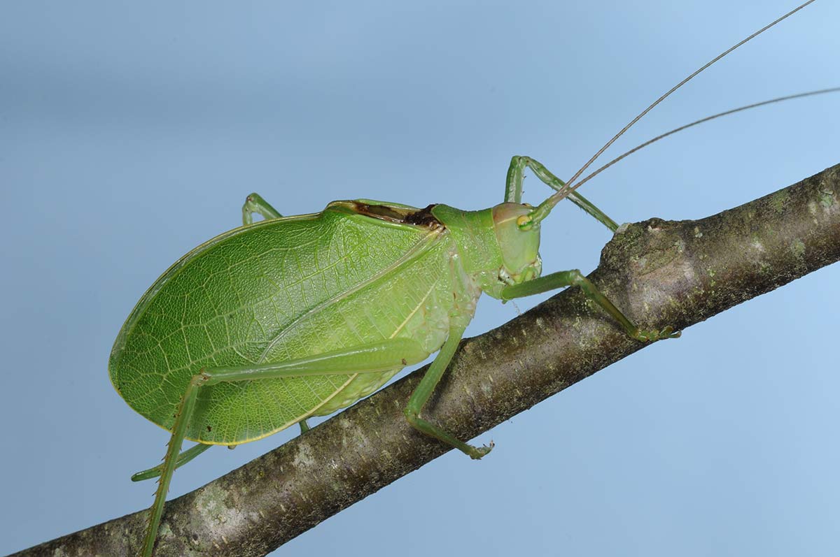 Why are they called Katydids? What does a katydid bug eat?
