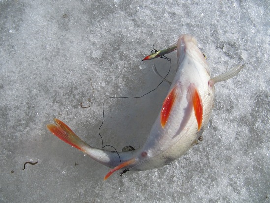 Зимняя ловля рыбы в коряжнике