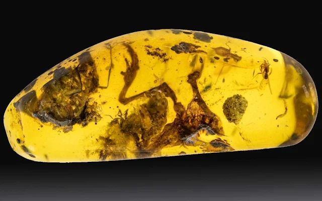 99-Million-year-old Frog Found Encased in Amber