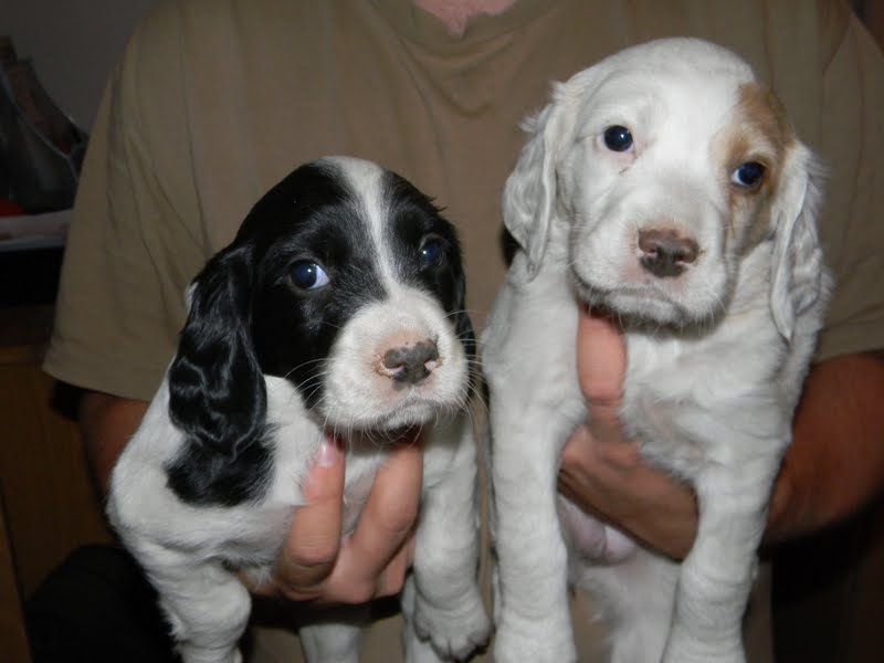 Gran Prairie Bird Dogs Puppies