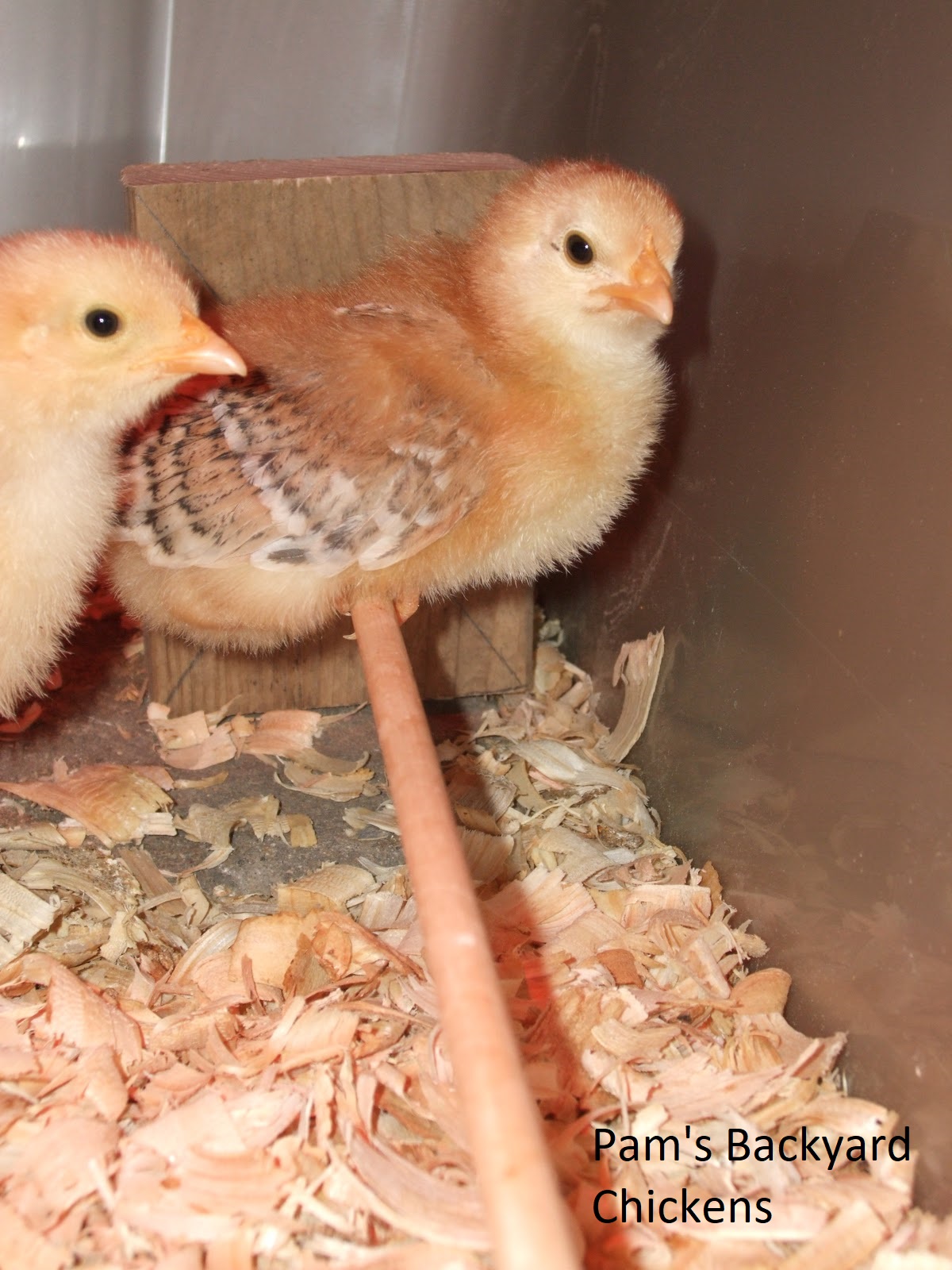 Pam's Backyard Chickens Molting Chickens Explained