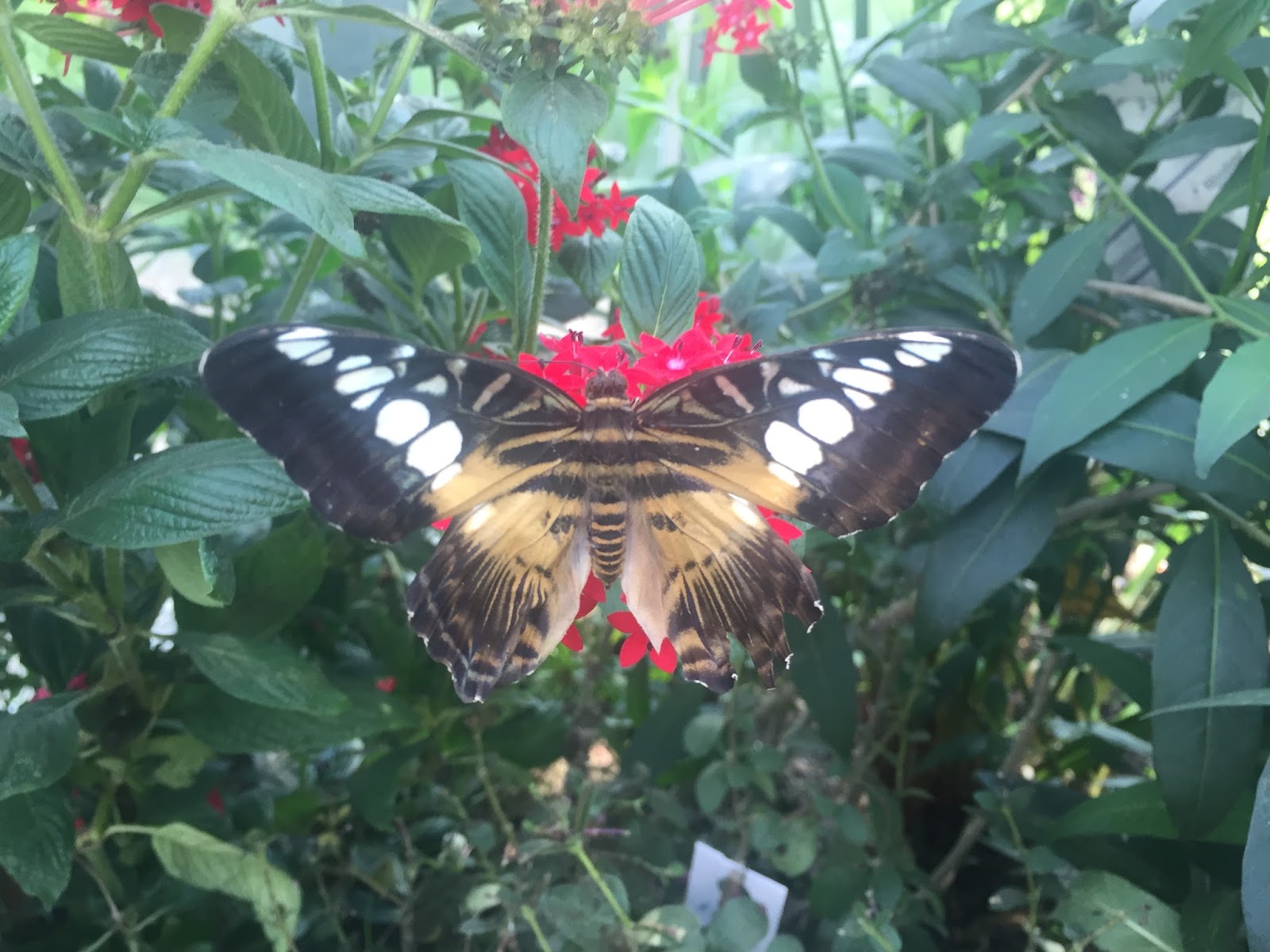 The Horniman Museum Butterfly House The Ark In Space