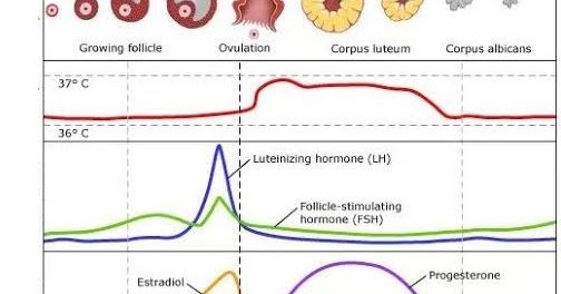 Grafik Dibawah Ini Menunjukan Dinamika Hormon Dalam Siklus Menstruasi Proses Yang Terjadi Pada P Dan Penyebabnya Adalah Blog Pak Pandani