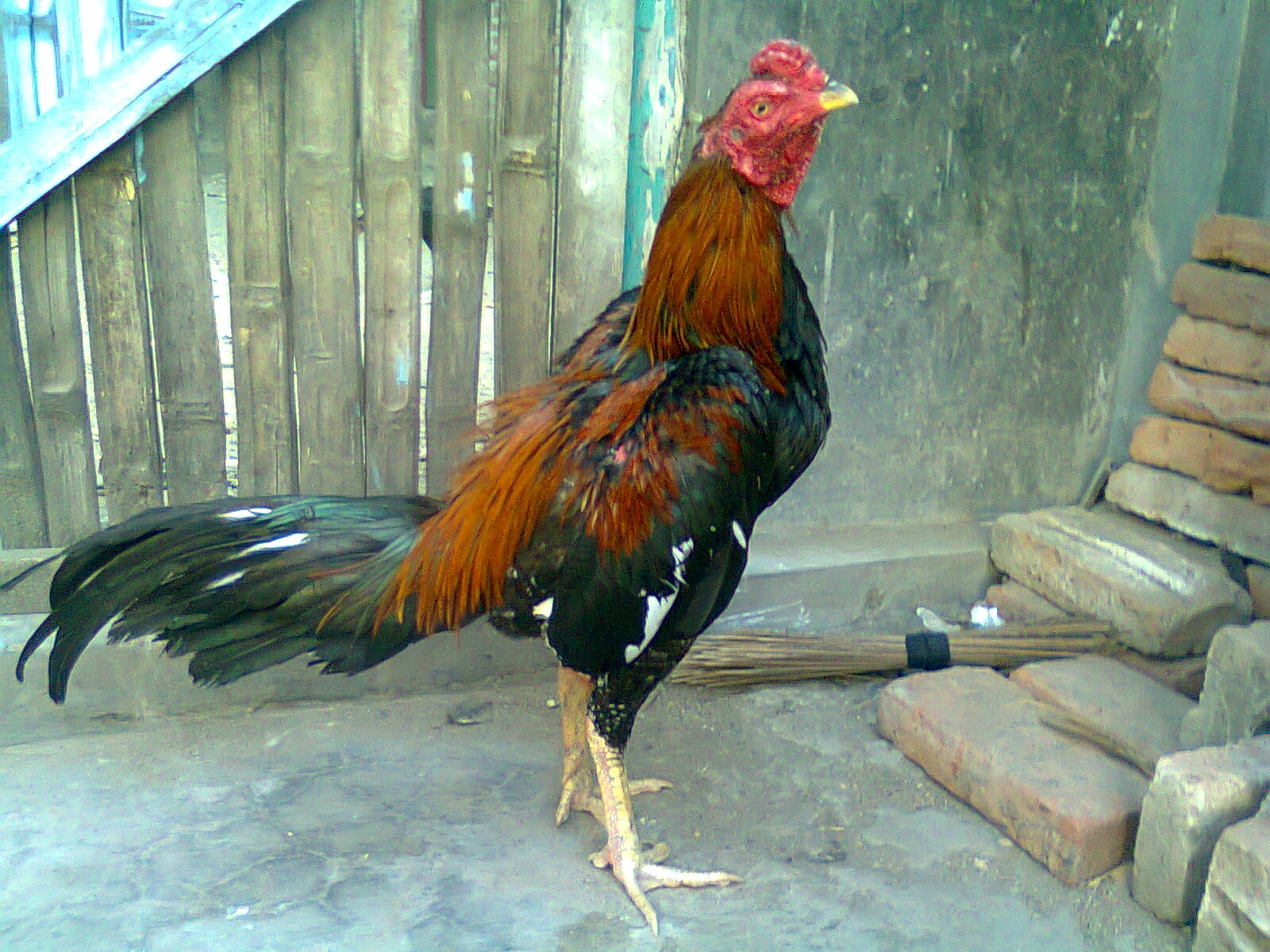 Inspirasi 40+ Logo Peternakan Ayam Aduan