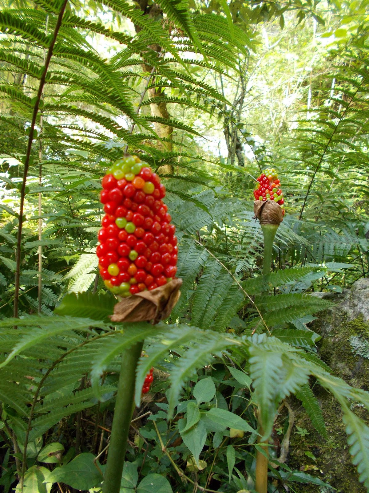 Вокруг Манаслу, долина Цум, Нар-Пу. Непал 2017.