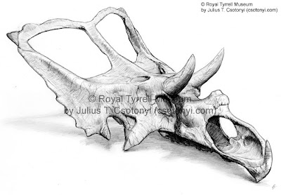 Chasmosaurus skull