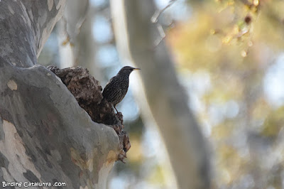 Estornell vulgar (Sturnus vulgaris)