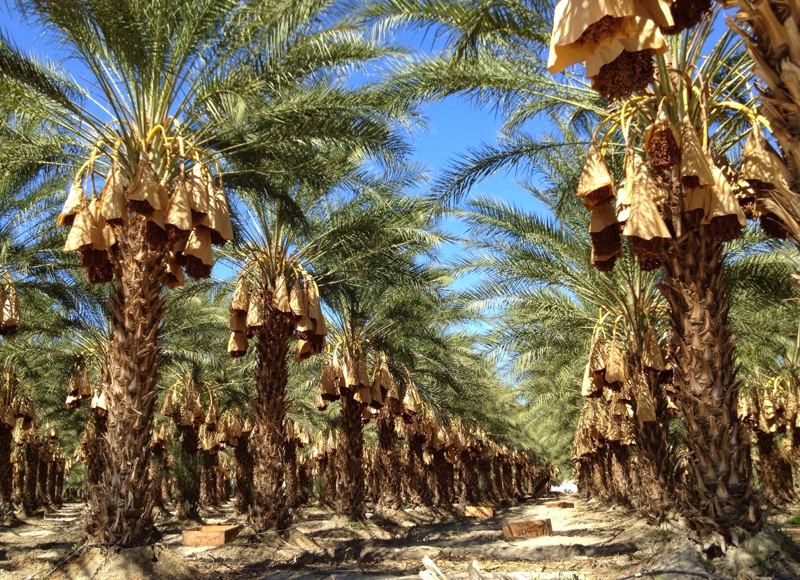 Free Dating Sites In Palm Springs