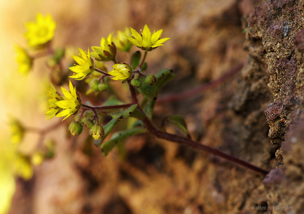 Nature photos from an Amateur Naturalist Valle Gran Rey, La Gomera