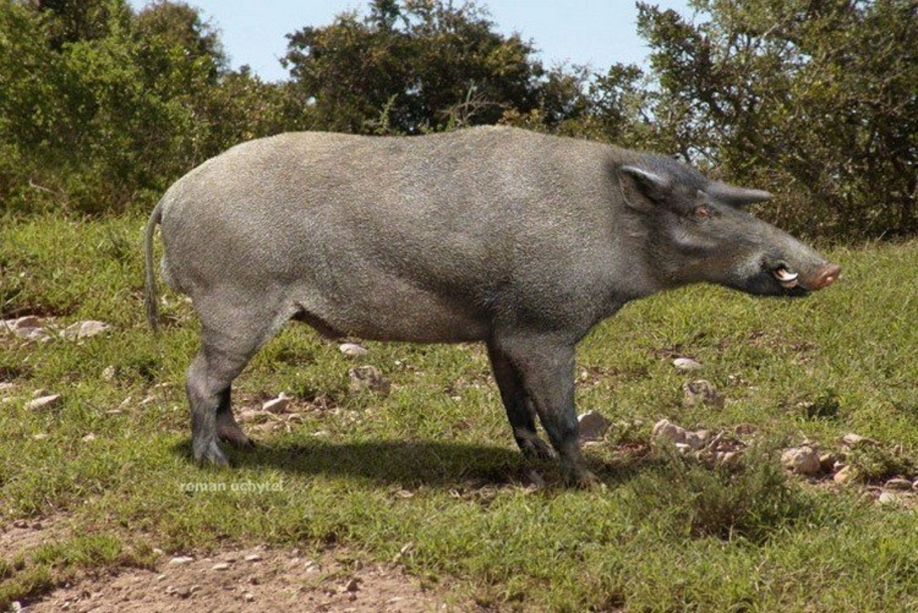 плейстоценовая мегафауна северной америки. мегафауна австралии вымершая. Prehistoric fauna. кайнозойская мегафауна. гигантский бегемот плейстоцен.