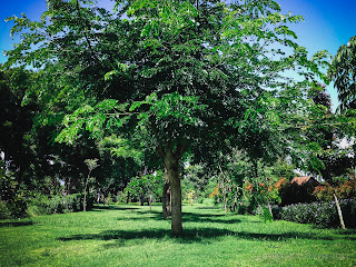 Garden Landscape With Fresh Leaves Of The Trees On A Sunny Day, Tangguwisia Village, North Bali, Indonesia