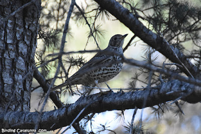 Griva (Turdus viscivorus)