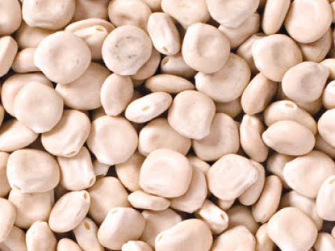 ما هو الترمس ما هو الترمس: